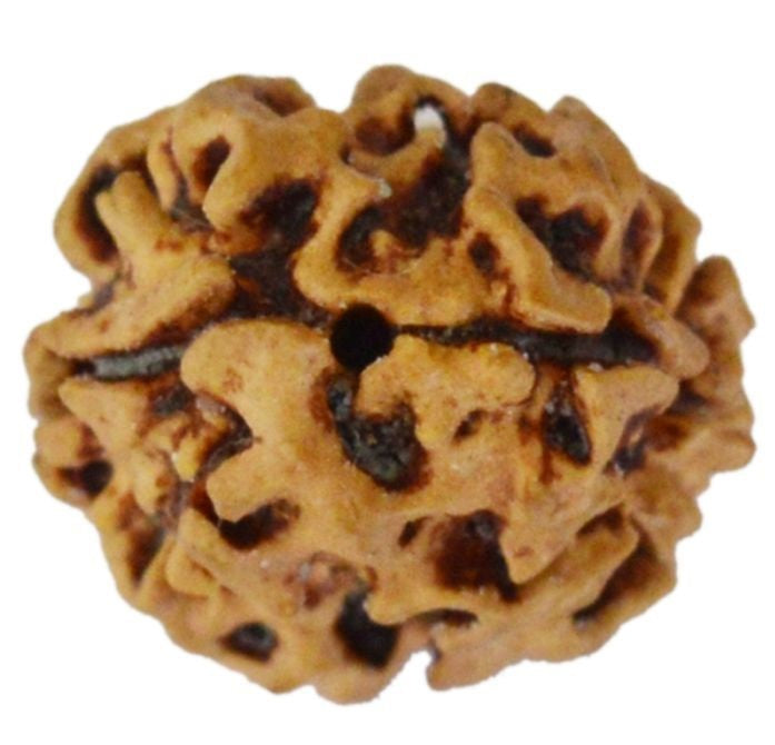2 MUKHI RUDRAKSHA