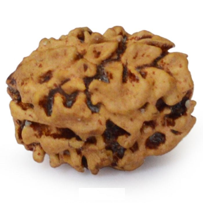 2 MUKHI RUDRAKSHA