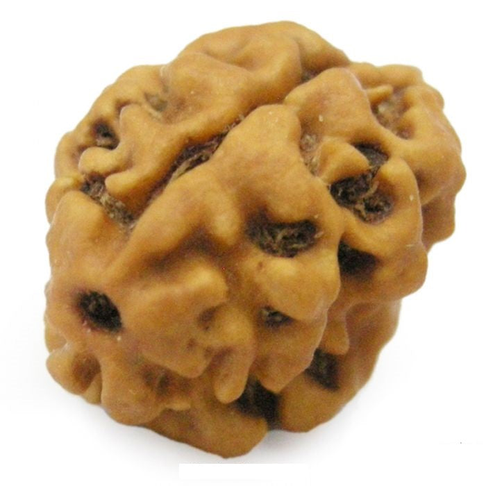 2 MUKHI RUDRAKSHA