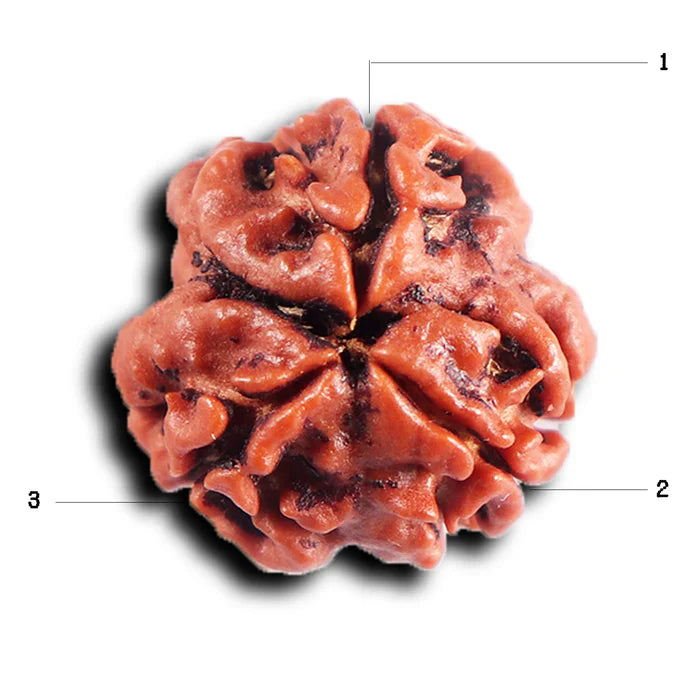 3 MUKHI RUDRAKSHA - NEPALI CERTIFIED