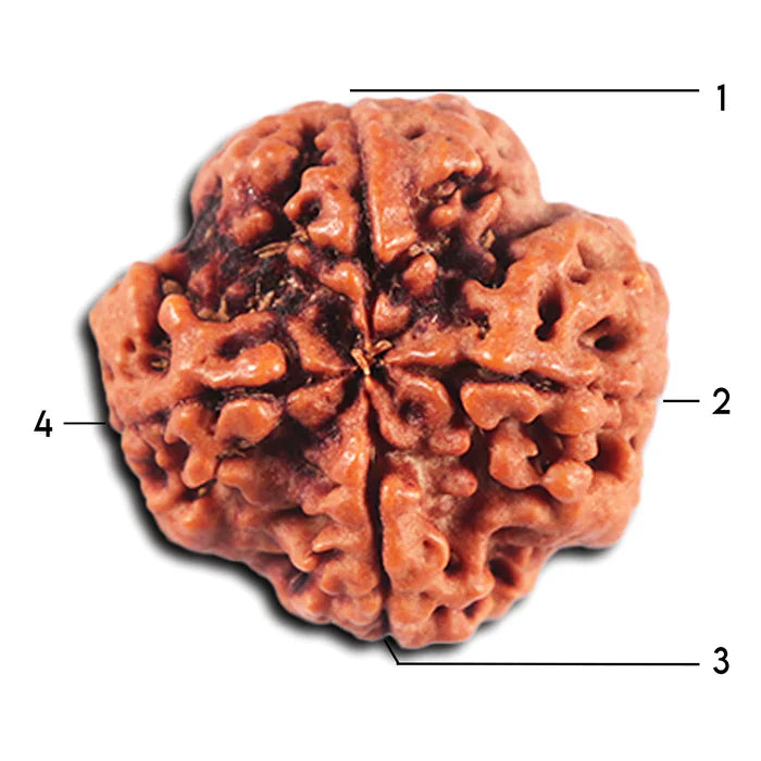 4 MUKHI CERTIFIED RUDRAKSHA NEPAL