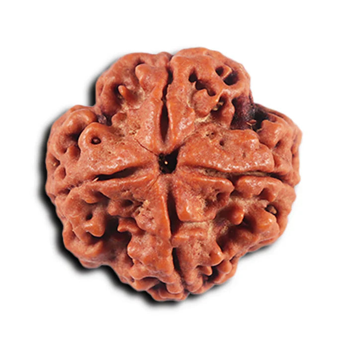 4 MUKHI CERTIFIED RUDRAKSHA NEPAL