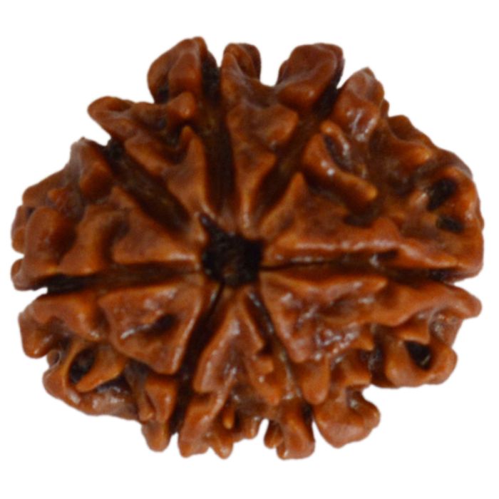 7 MUKHI CERTIFIED RUDRAKSH NEPAL