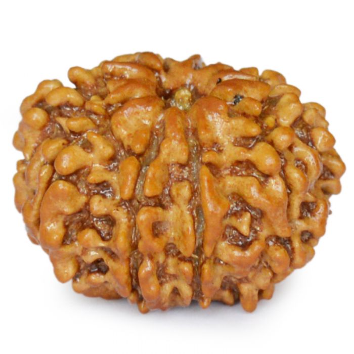 9 MUKHI CERTIFIED RUDRAKSHA (NEPAL ORIGIN)