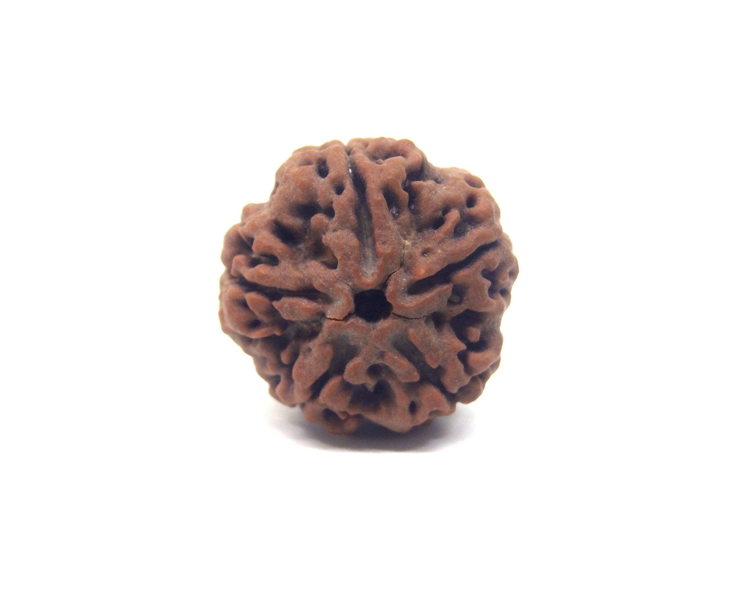 5 MUKHI CERTIFIED RUDRAKSHA NEPAL