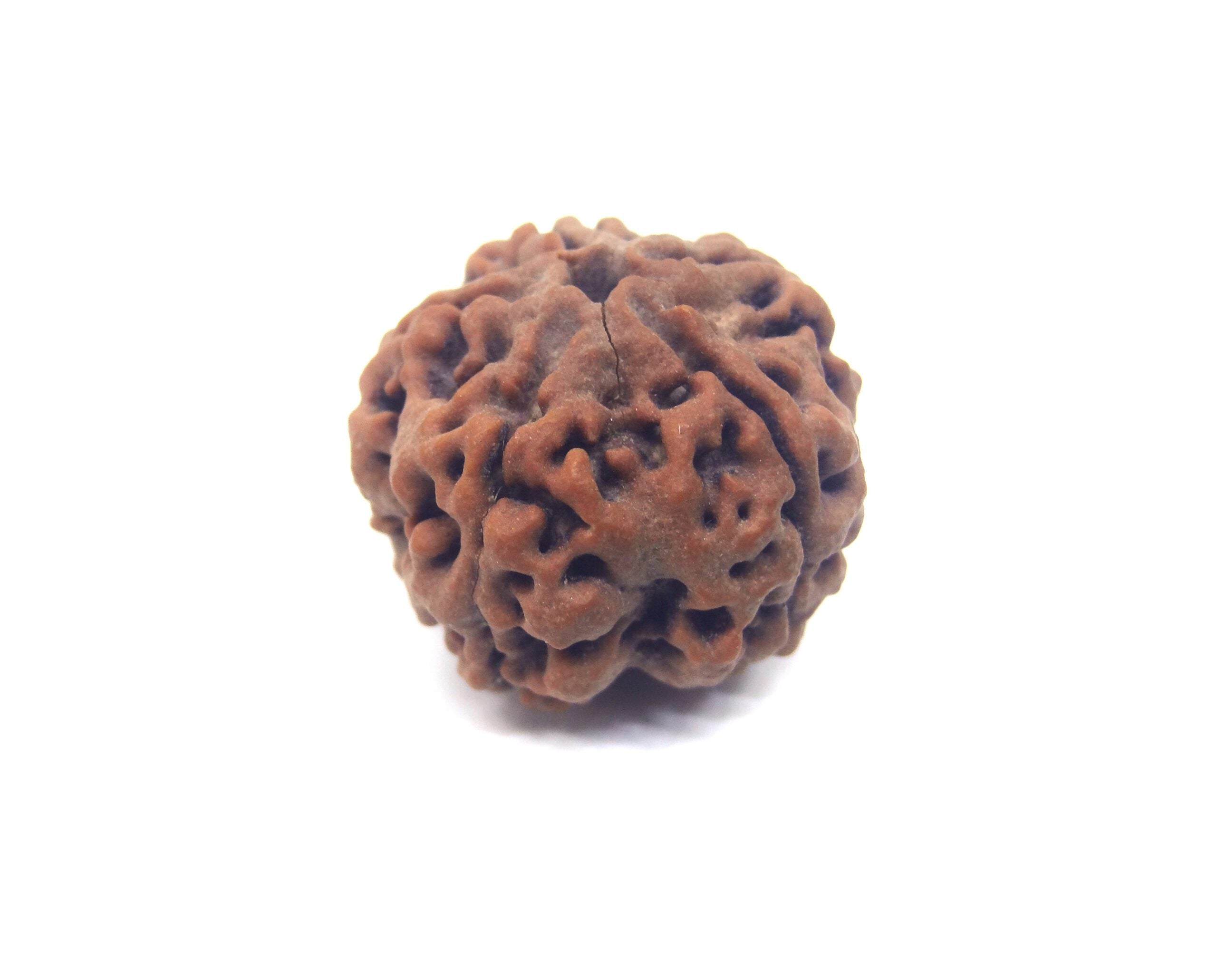 5 MUKHI CERTIFIED RUDRAKSHA NEPAL