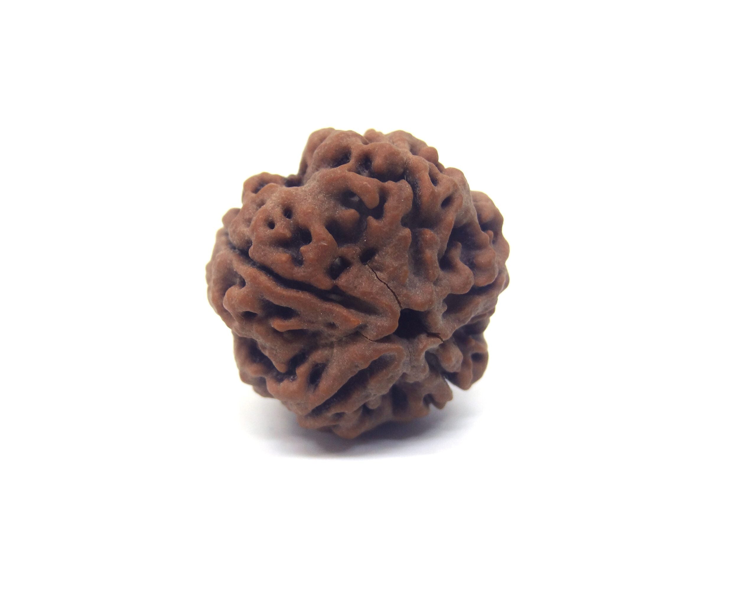 5 MUKHI CERTIFIED RUDRAKSHA NEPAL