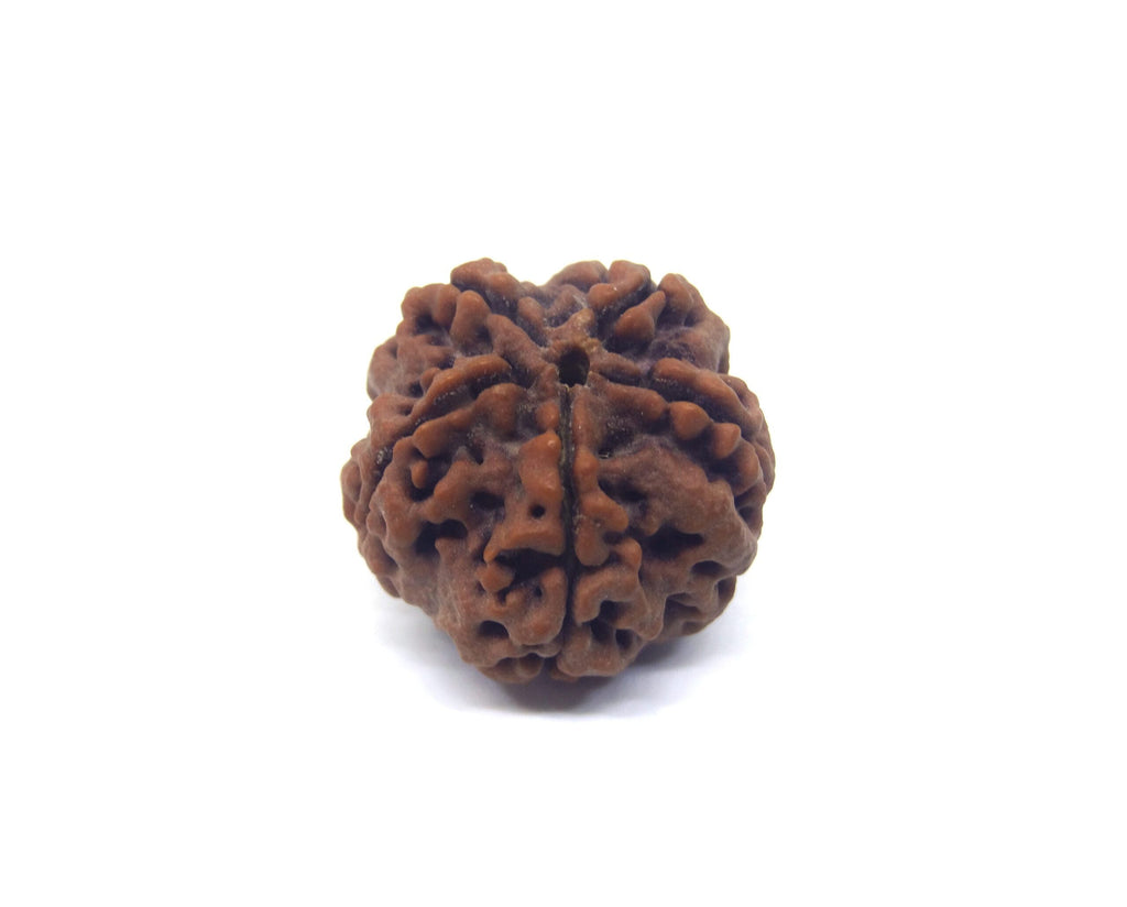5 MUKHI CERTIFIED RUDRAKSHA NEPAL