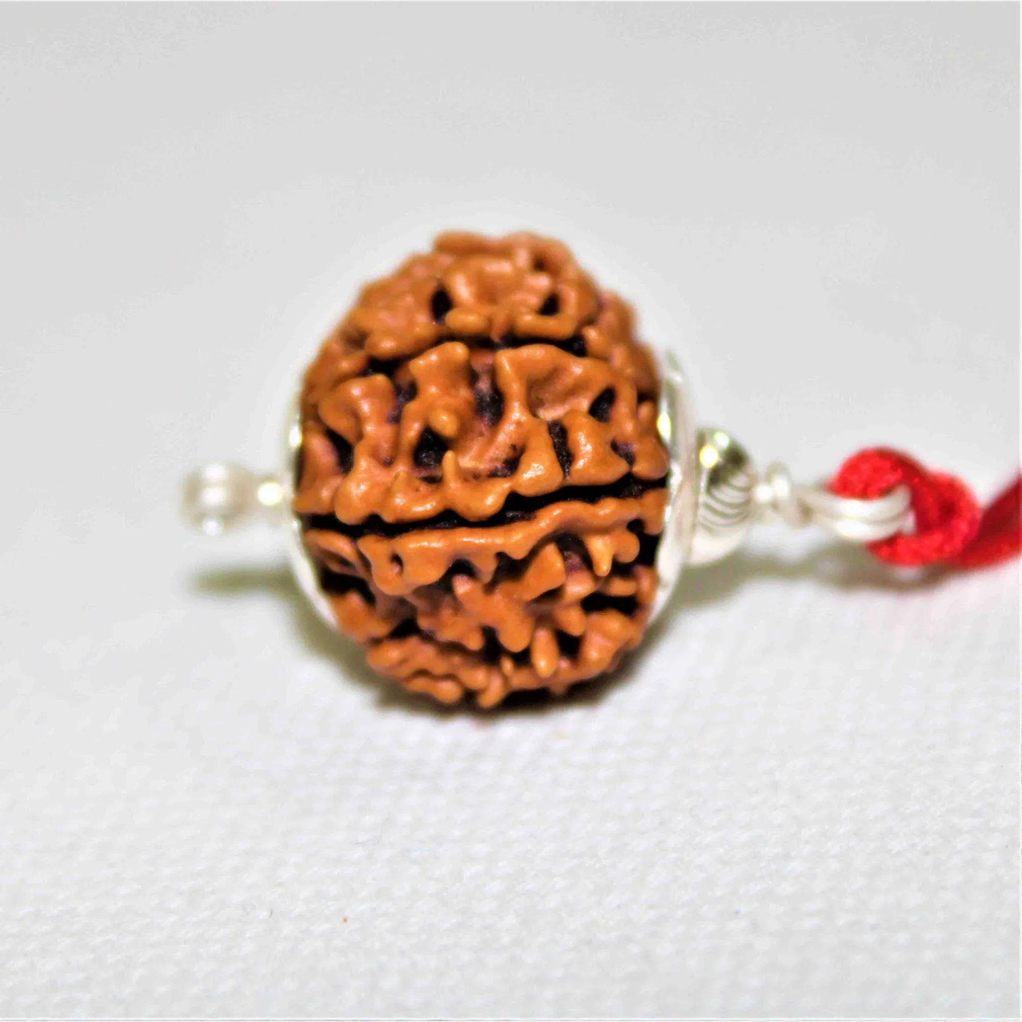 10 Mukhi (Collector) Rudraksha