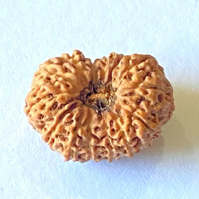 14 MUKHI CERTIFIED RUDRAKSHA (NEPAL)