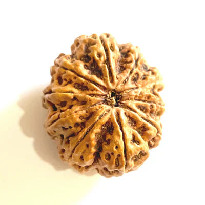 10 Mukhi (Collector) Rudraksha
