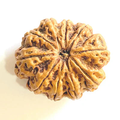 10 Mukhi (Collector) Rudraksha