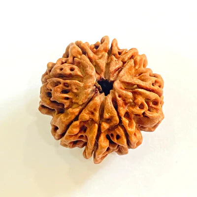 8 MUKHI CERTIFIED RUDRAKSHA (NEPALI ORIGIN)